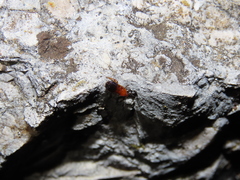 Loboptera