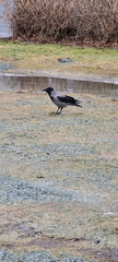 Corvus cornix