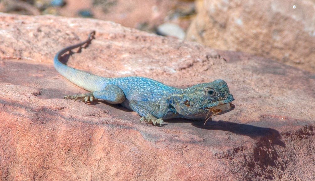 Sinai Agama
