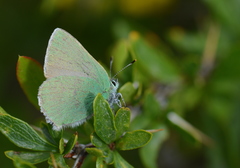 Callophrys danchenkoi