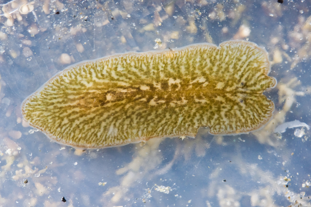 Acotylean Flatworms