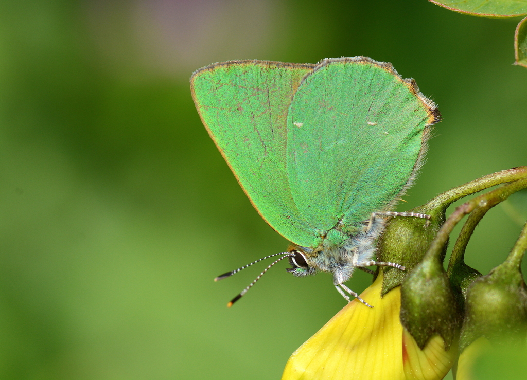Large Hairstreak