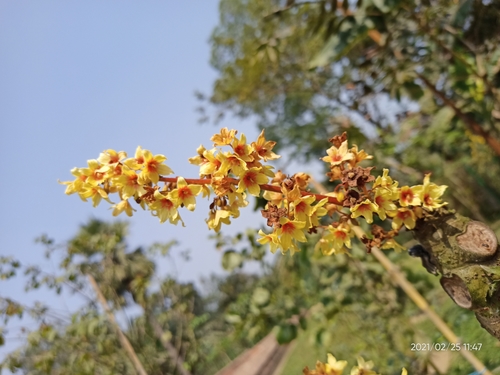 Image of Sterculia villosa by (c) Sabarni Sarker, some rights reserved (CC BY)