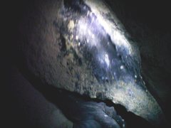 Dermochelys coriacea