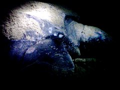 Dermochelys coriacea