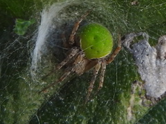 Araneus detrimentosus