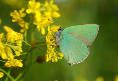 Callophrys rubi