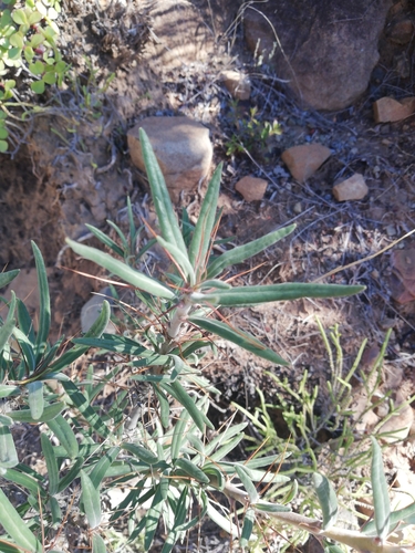 Image of Pachypodium succulentum by (c) Christiaan Viljoen, some rights reserved (CC BY)