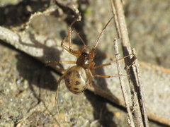 Lepthyphantes