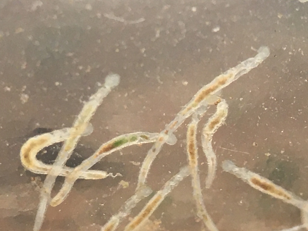 Suction-feeding Worms