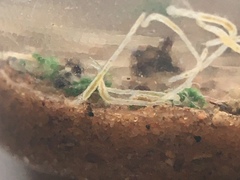 Aeolosomatidae