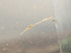 Aeolosomatidae