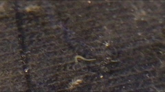 Aeolosomatidae