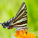 Mariposas Diurnas - Photo (c) rajatsaksena, algunos derechos reservados (CC BY-NC)