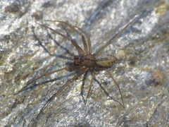 Lepthyphantes