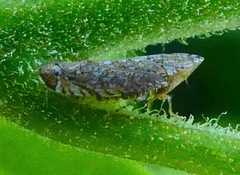 Scaphytopius loricatus