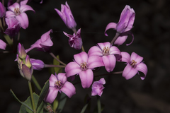 Boronia spathulata