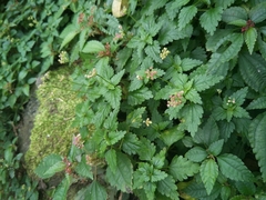 Nanocnide japonica