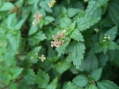 Nanocnide japonica