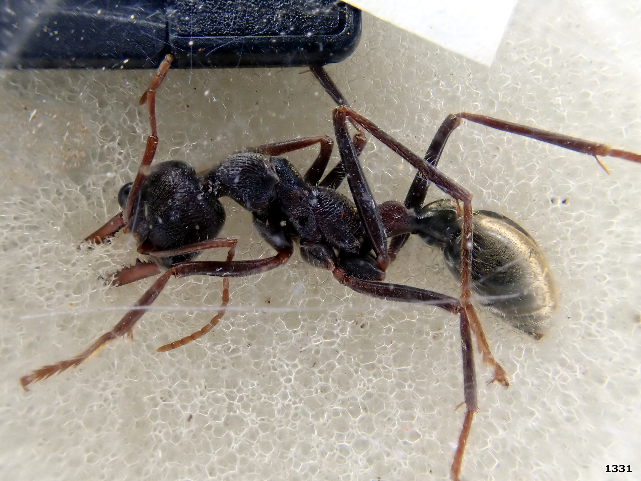 Myrmecia borealis