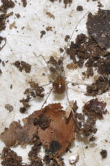 Mitostoma chrysomelas