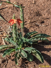 Crossandra mucronata