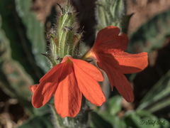 Crossandra mucronata
