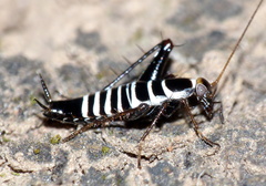 Saltoblattella