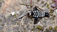 Saltoblattella