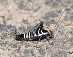 Saltoblattella