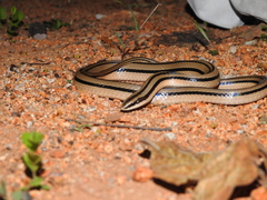 Conophis vittatus