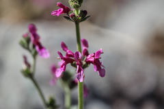 Stachys albicaulis