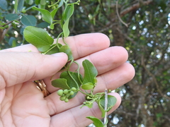 Cocculus diversifolius