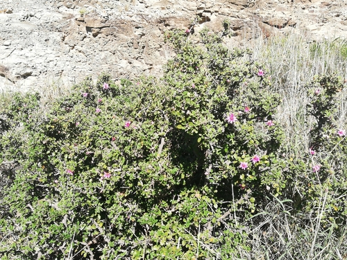 Image of Grewia robusta by (c) Christiaan Viljoen, some rights reserved (CC BY)