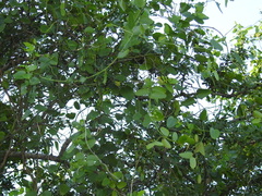 Cocculus diversifolius