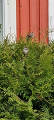 Passer domesticus