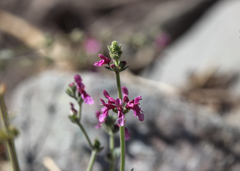Stachys albicaulis