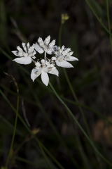 Xanthosia atkinsoniana