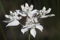 Xanthosia atkinsoniana