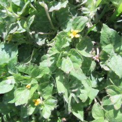 Calyptocarpus vialis