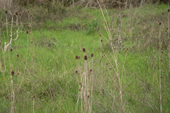 Dipsacus comosus