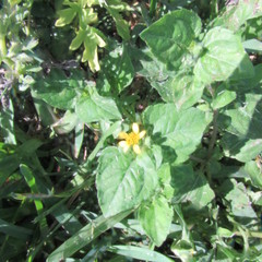 Calyptocarpus vialis