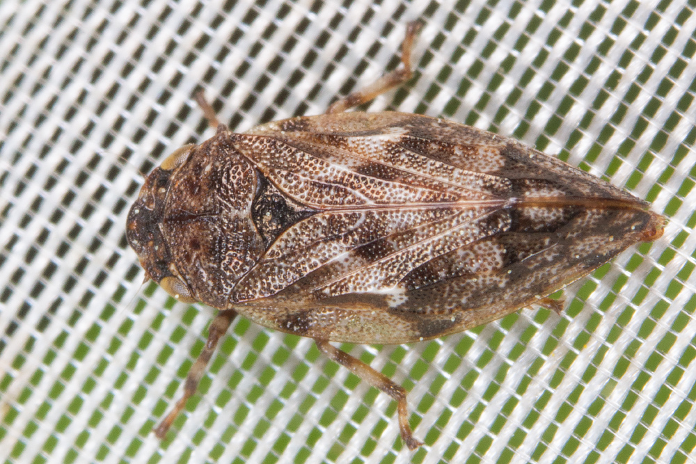 Peuceptyelus coriaceus
