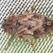 Peuceptyelus coriaceus - Photo (c) Uģis Piterāns, algunos derechos reservados (CC BY-NC), subido por Uģis Piterāns
