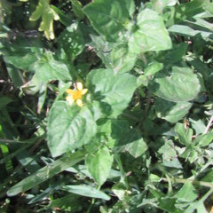 Calyptocarpus vialis