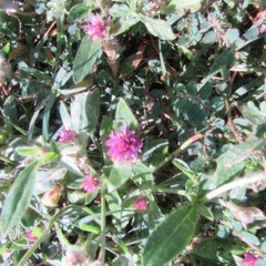 Gomphrena serrata