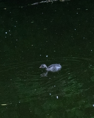 Tachybaptus ruficollis