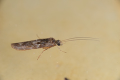 Psilochorema