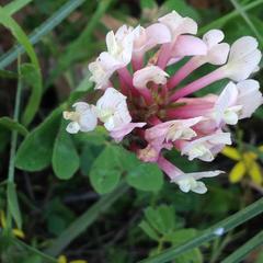 Trifolium clypeatum