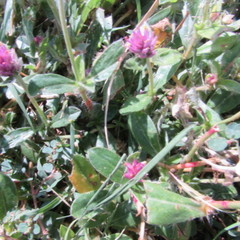 Gomphrena serrata